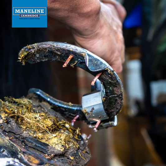 How to Keep Your Horse’s Hooves Healthy Between Farrier Visits