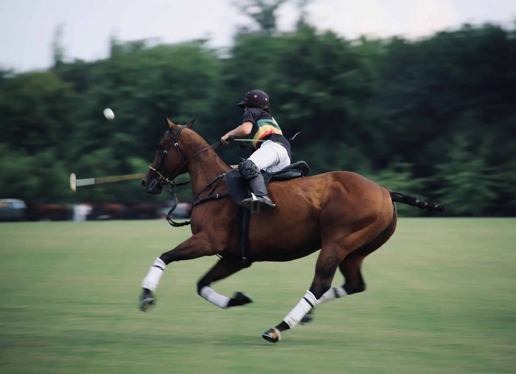 Polo Horse Collection | Maneline Cambridge