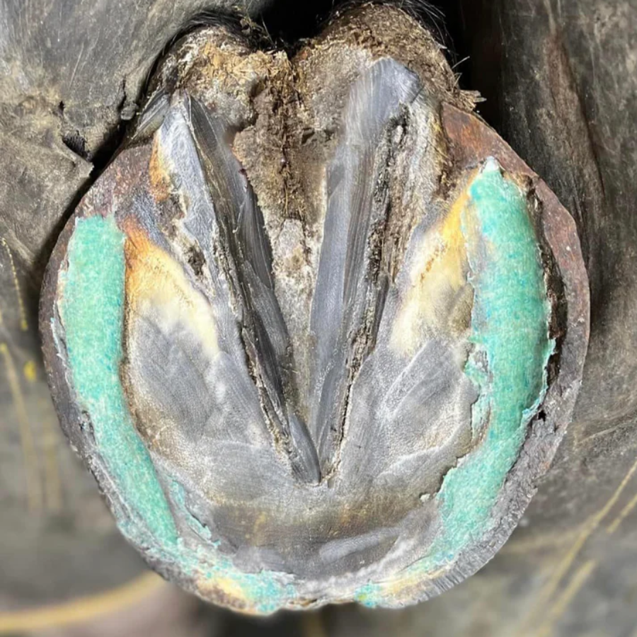 Bluestone Bang Therapeutic Hoof Wax