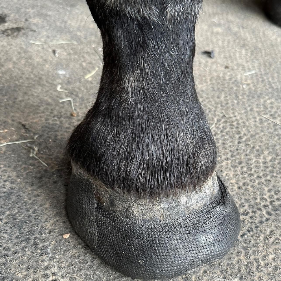 Footpro Cast - Fiberglass Hoof Casting Tape | Maneline Cambridge NZ