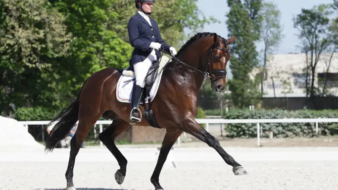 Hack Horse Supplies Collection | Maneline Cambridge NZ