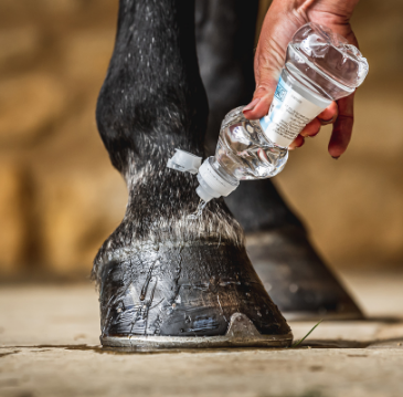Cornucrescine Daily Hoof Barrier