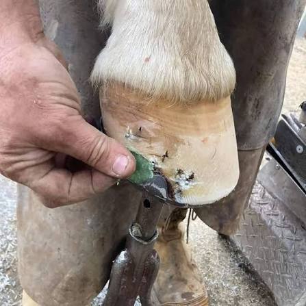The Honey Trap Hoof Putty